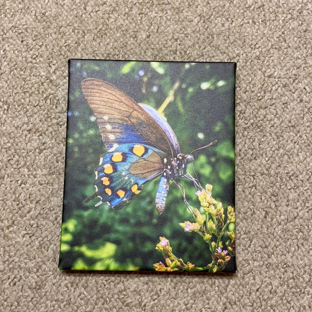 Butterfly Image